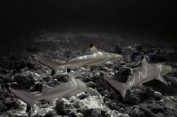 Blacktip reef sharks. desaturated colours tampered a litt... by Grant Kennedy 